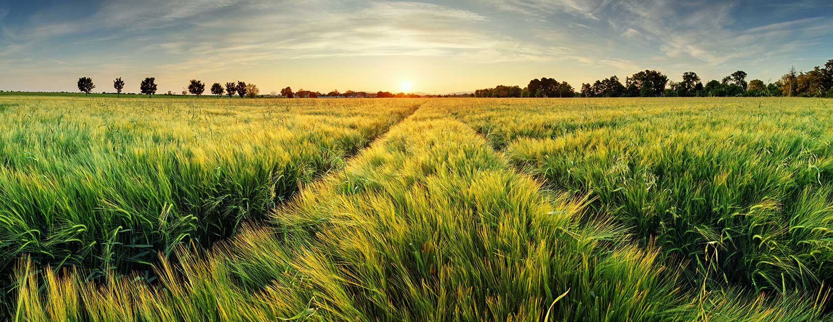 A field background